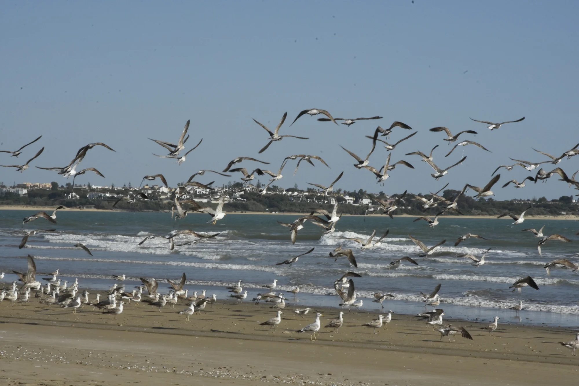 Observación de aves con teleobjetivo