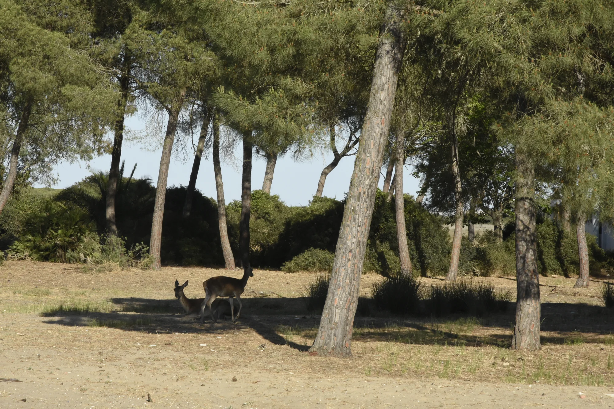 Ruta de senderismo entre pinares