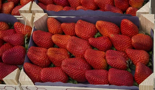 Fresa de Huelva