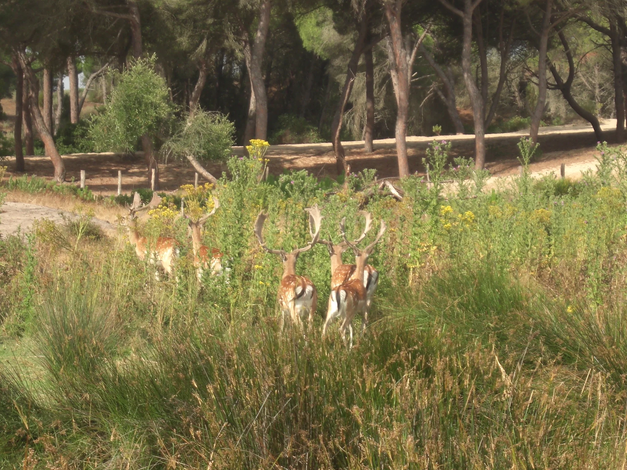 Ciervos en Parque Nacional de Doñana